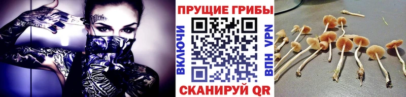 Купить закладки  Норильск  Галлюциногенные грибы Psilocybine cubensis